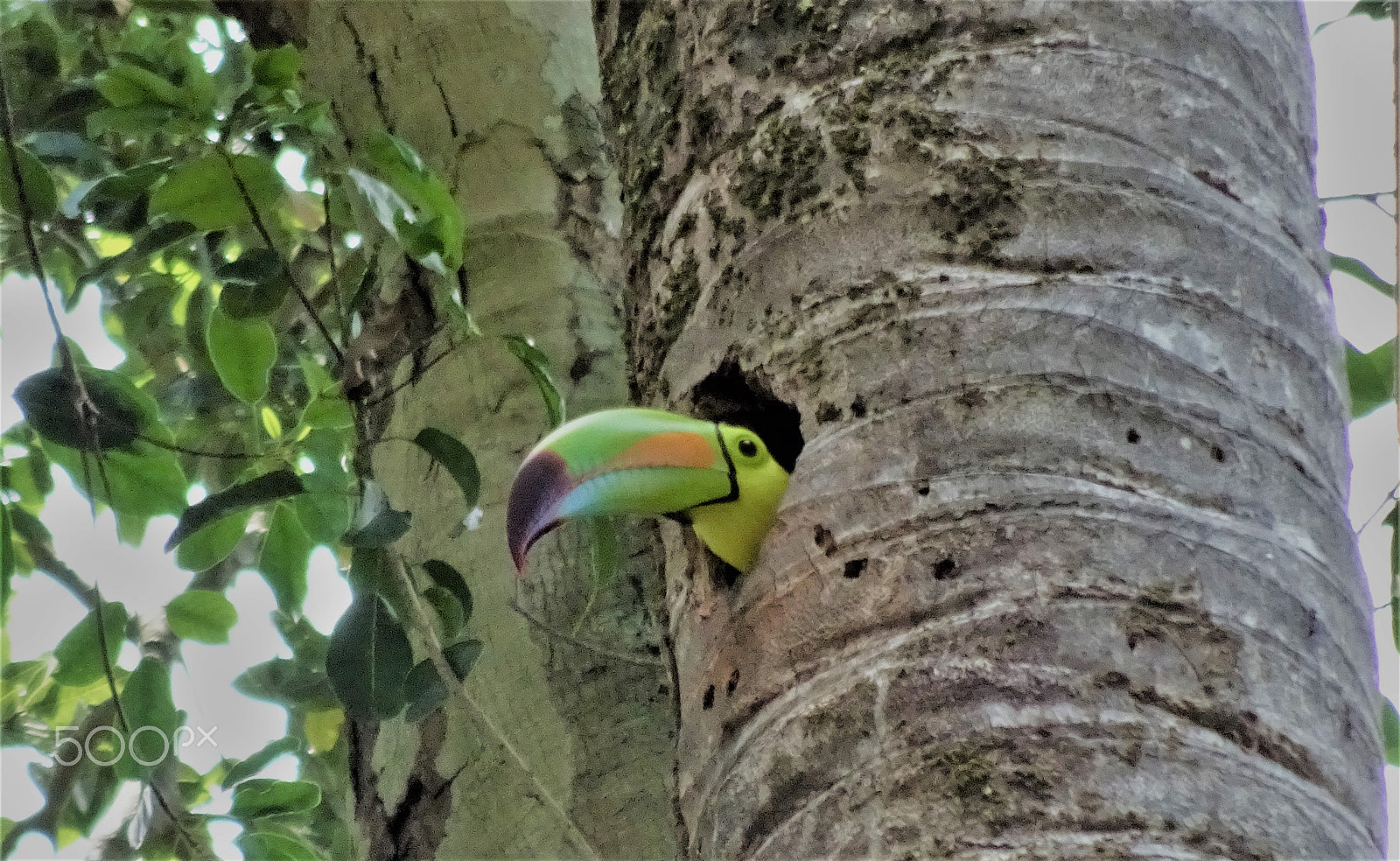 Sony Cyber-shot DSC-HX80 sample photo. Toucan in lamanai, belize photography