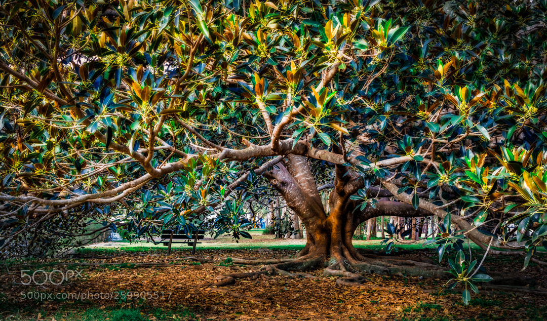 Canon EOS 70D sample photo. Autumnal tree photography