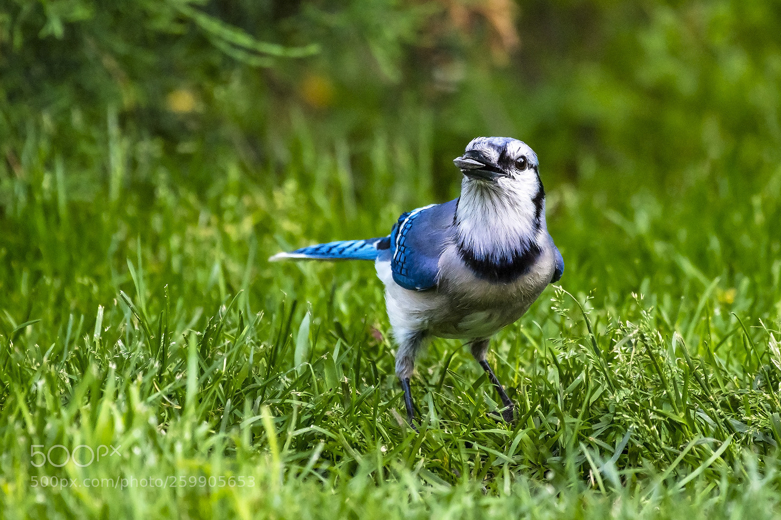 Nikon D500 sample photo. Blue jay in the photography