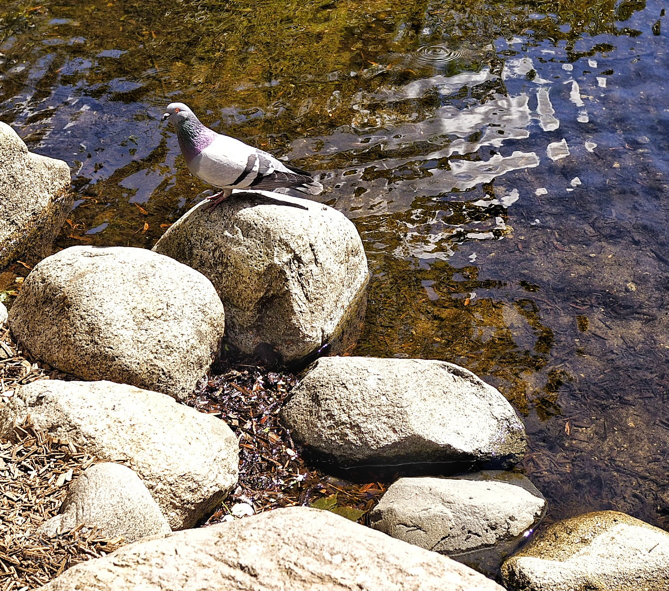 Olympus OM-D E-M5 II sample photo. Peace photography
