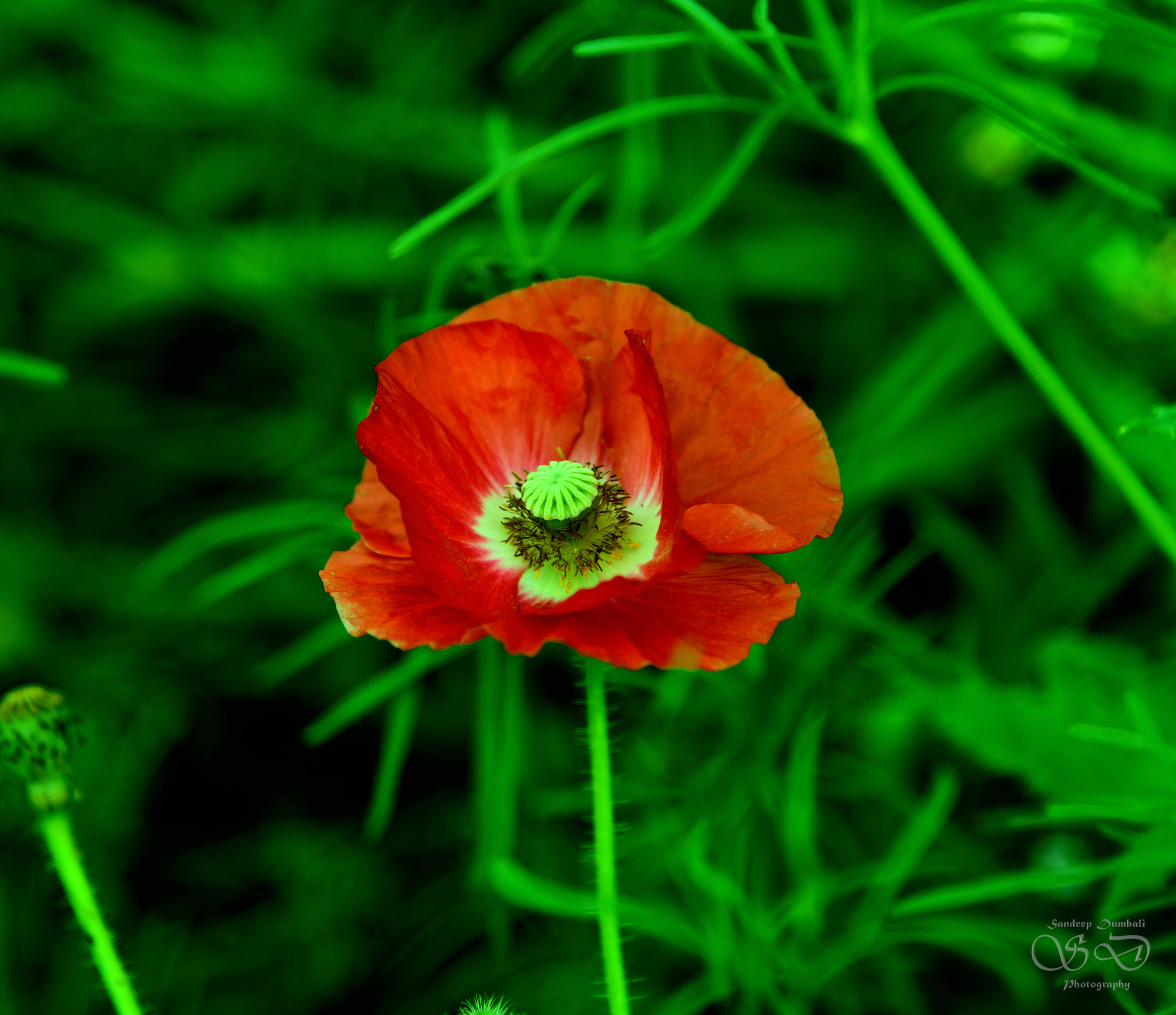 Nikon AF-S Nikkor 24-120mm F4G ED VR sample photo. Flower photography