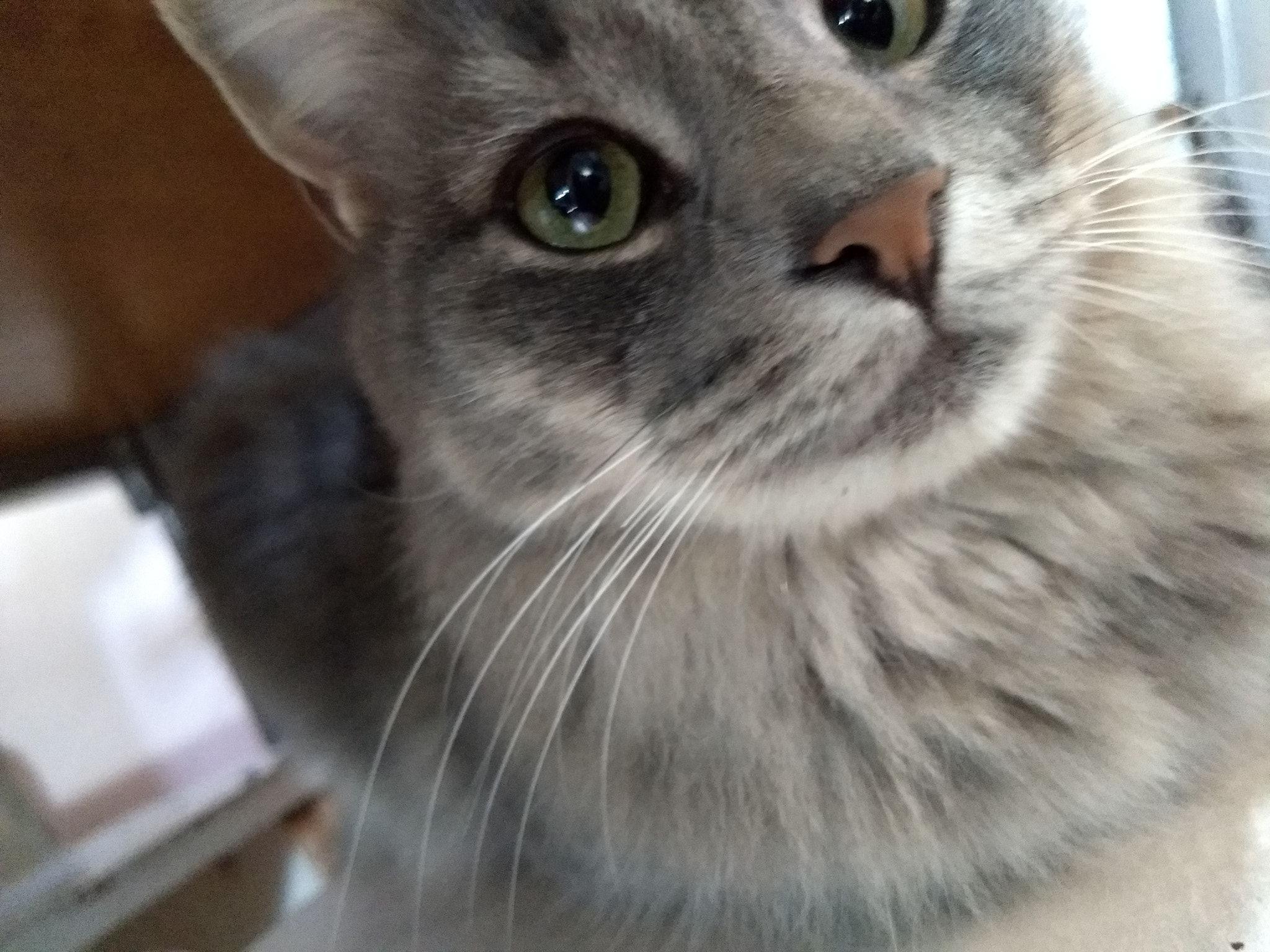 Motorola Moto G (5) Plus sample photo. Felipe ❤️ photography