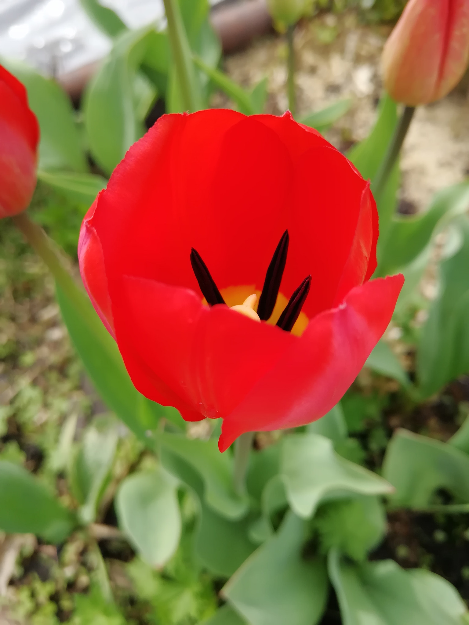 HUAWEI NOVA 2 sample photo. Tulips photography