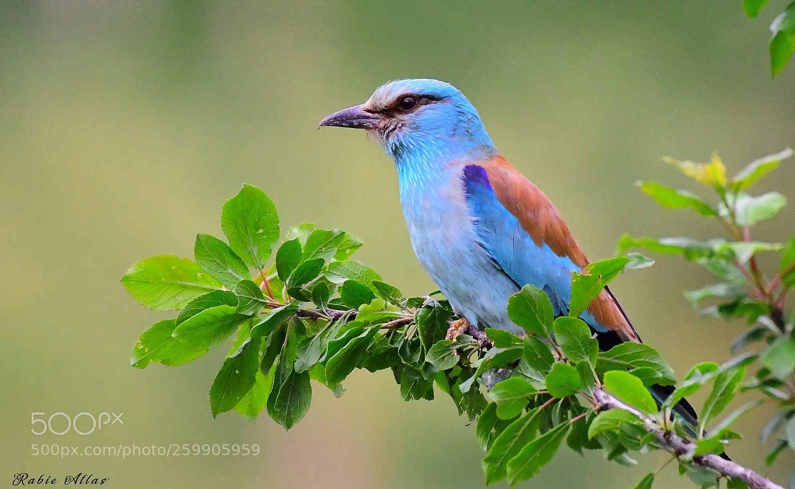Nikon D500 sample photo. European roller photography