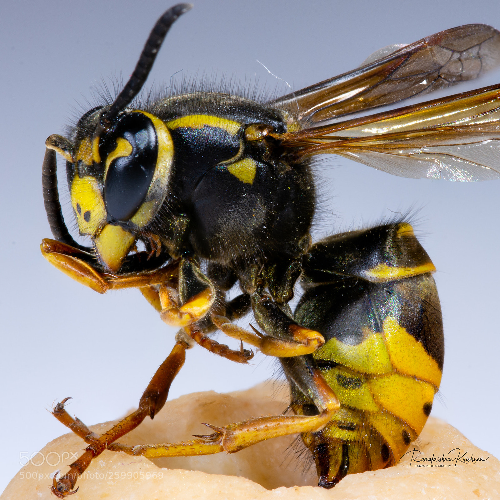 Nikon D7100 sample photo. Hornett macro photography