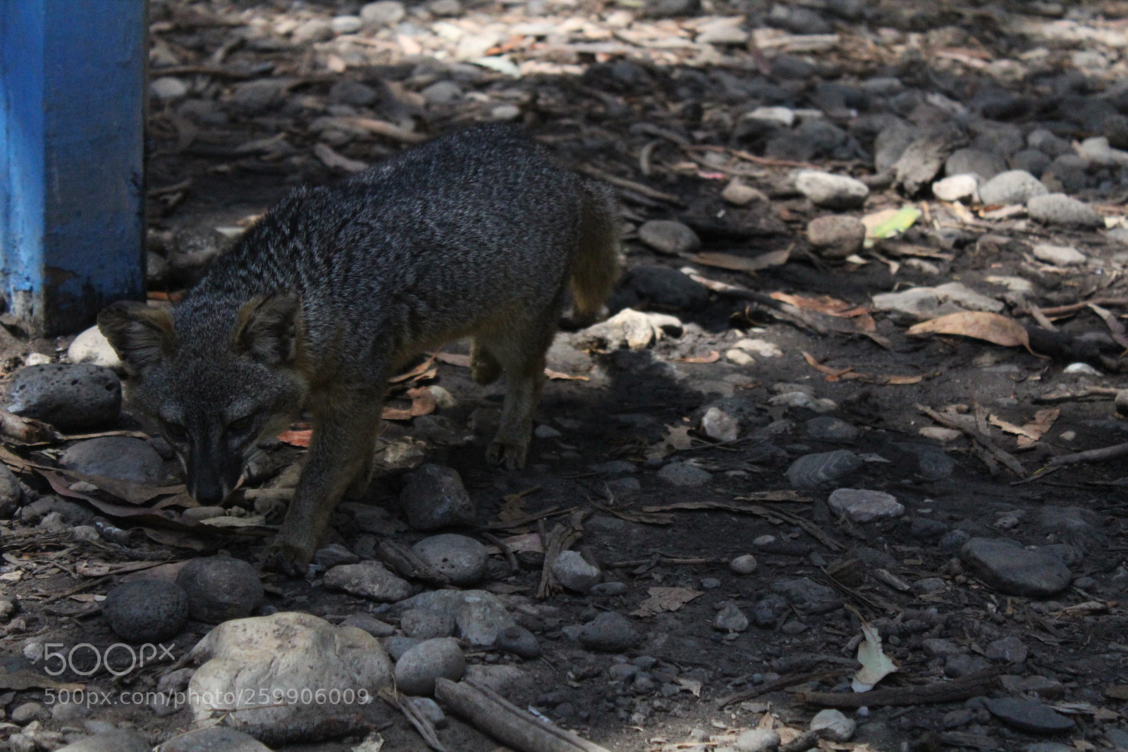 Canon EOS 1300D (EOS Rebel T6 / EOS Kiss X80) sample photo. Island fox on santa photography