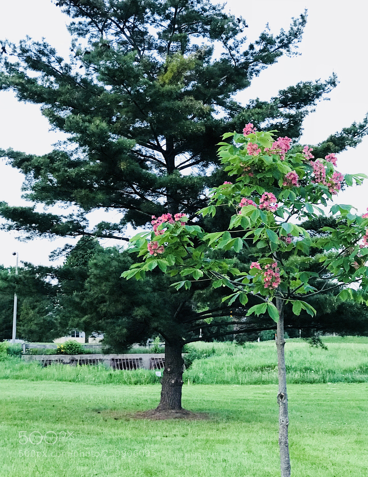 Apple iPhone 7 Plus sample photo. Outside. photography