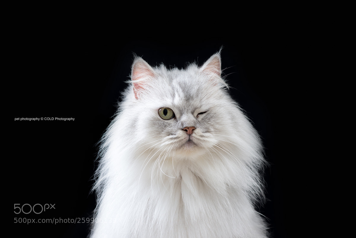Nikon D610 sample photo. Cat do winky face photography