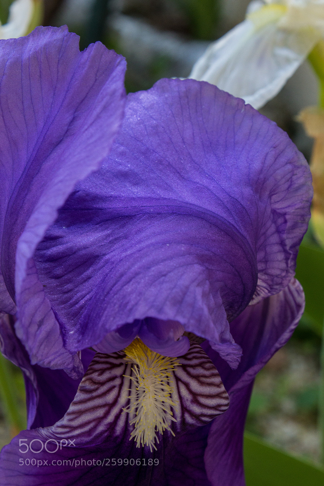 Canon EOS 600D (Rebel EOS T3i / EOS Kiss X5) sample photo. Iris bleu photography