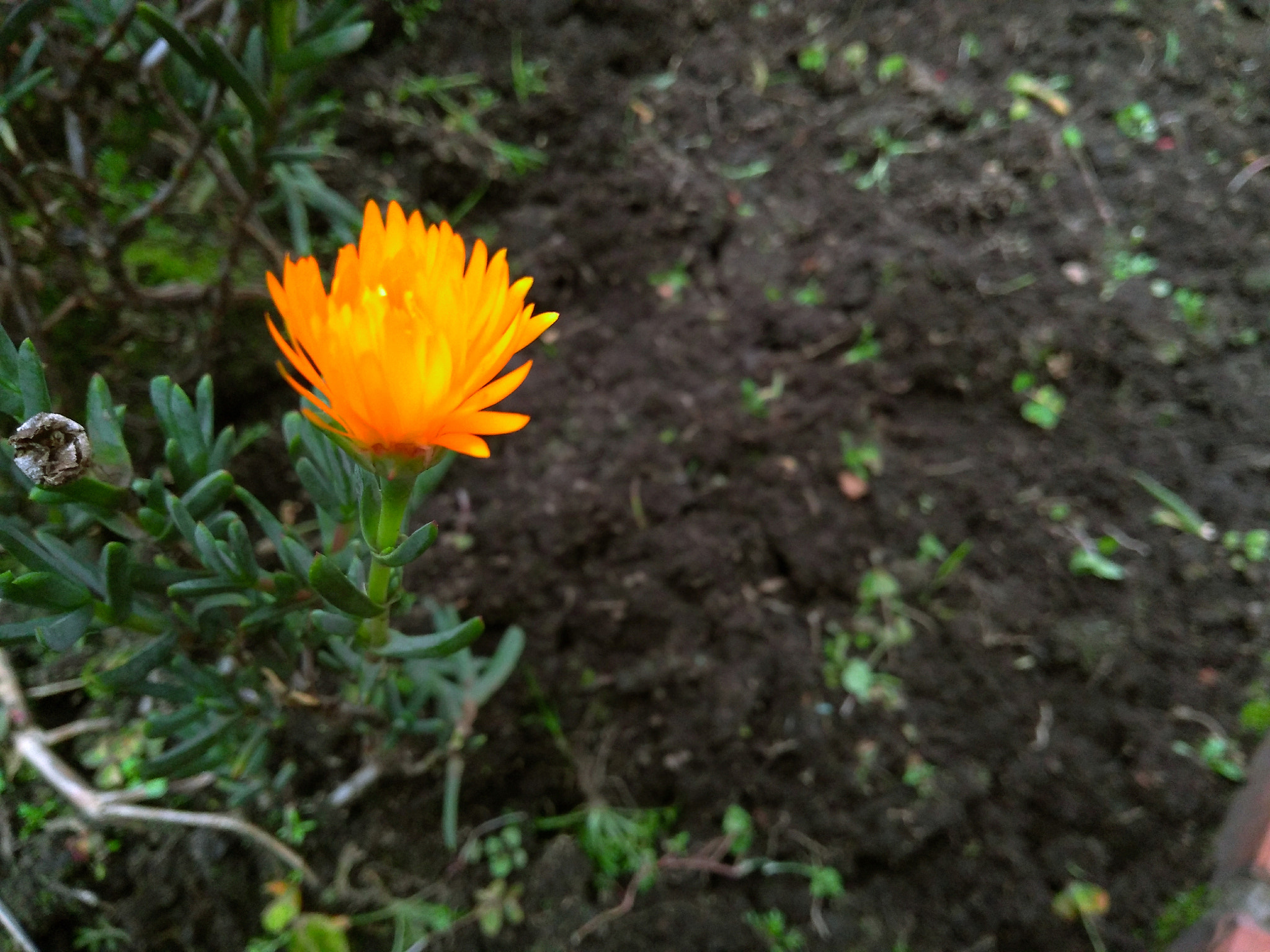 Motorola Moto G (5S) Plus sample photo. Complex photography