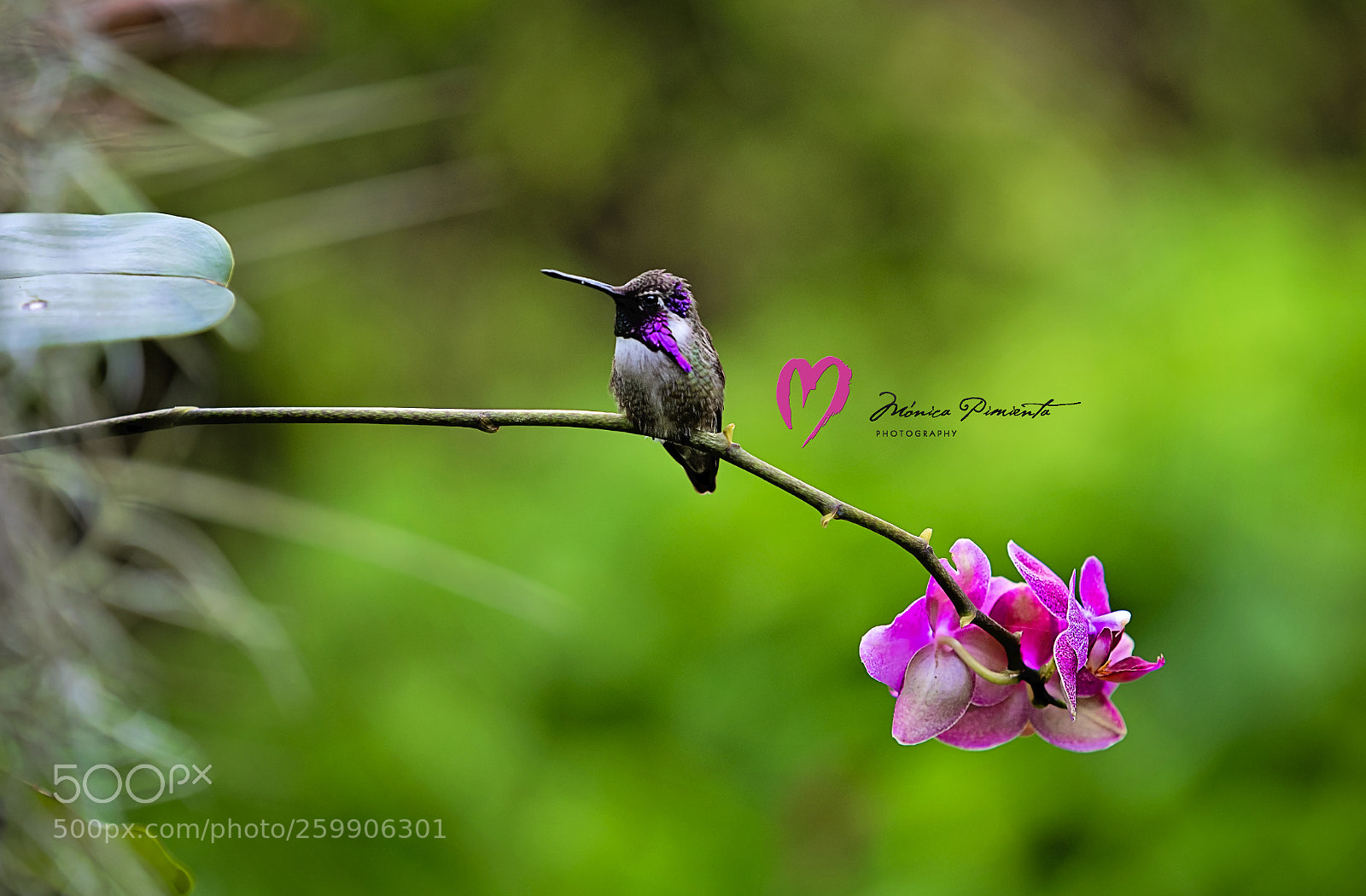 Nikon D750 sample photo. Love song photography