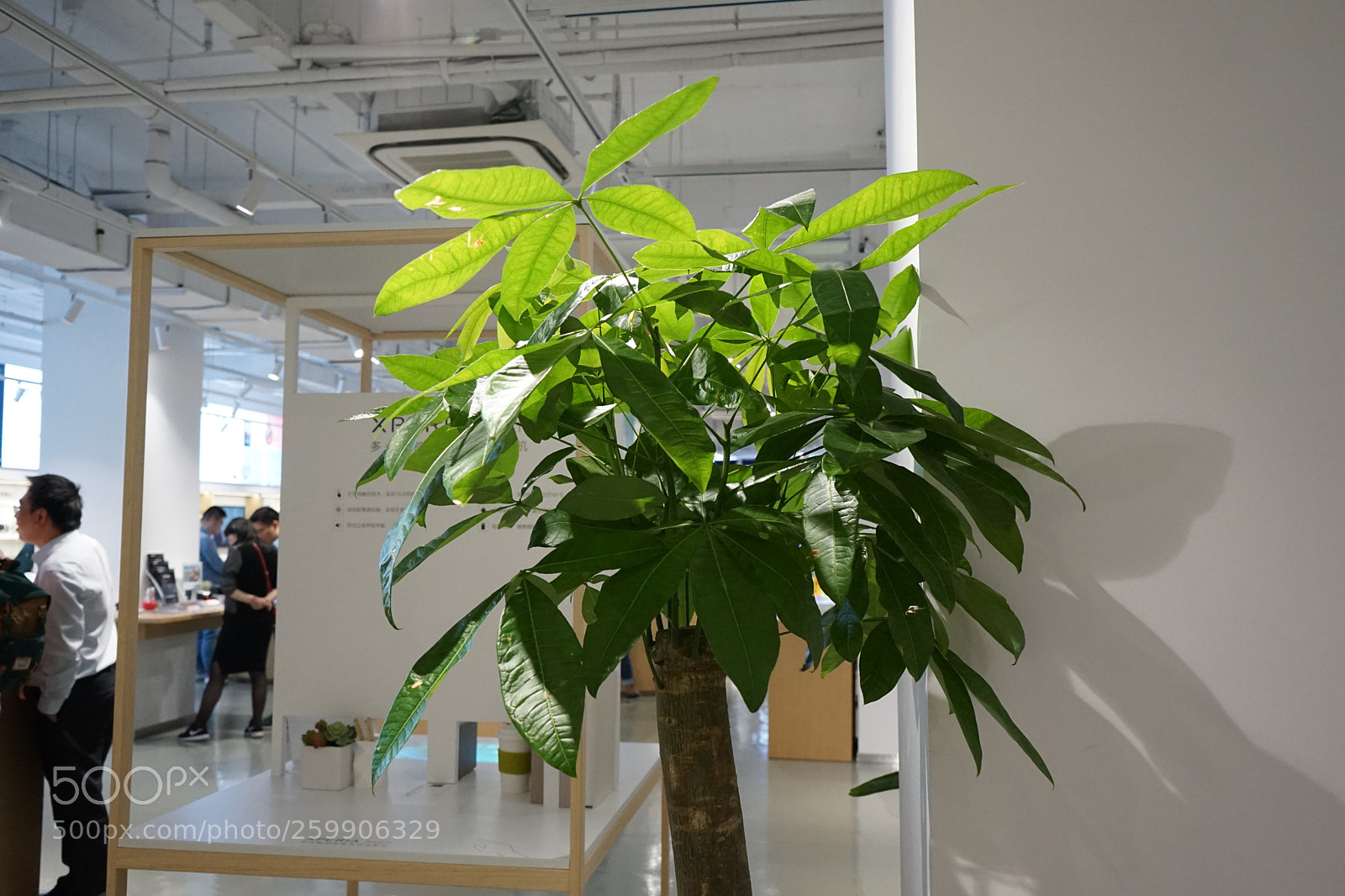 Sony a7 II sample photo. Dsc photography