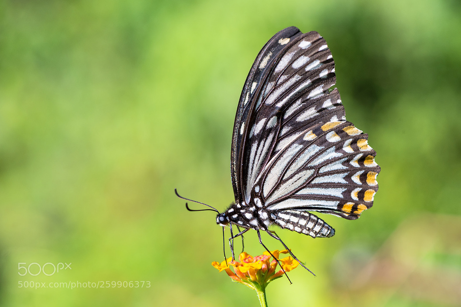 Nikon D810 sample photo. Papilo clytia photography