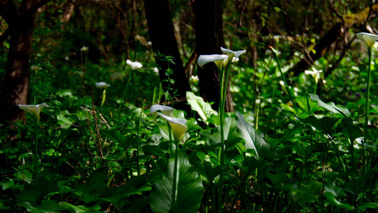 Pentax K-5 IIs sample photo. White flower in forest photography