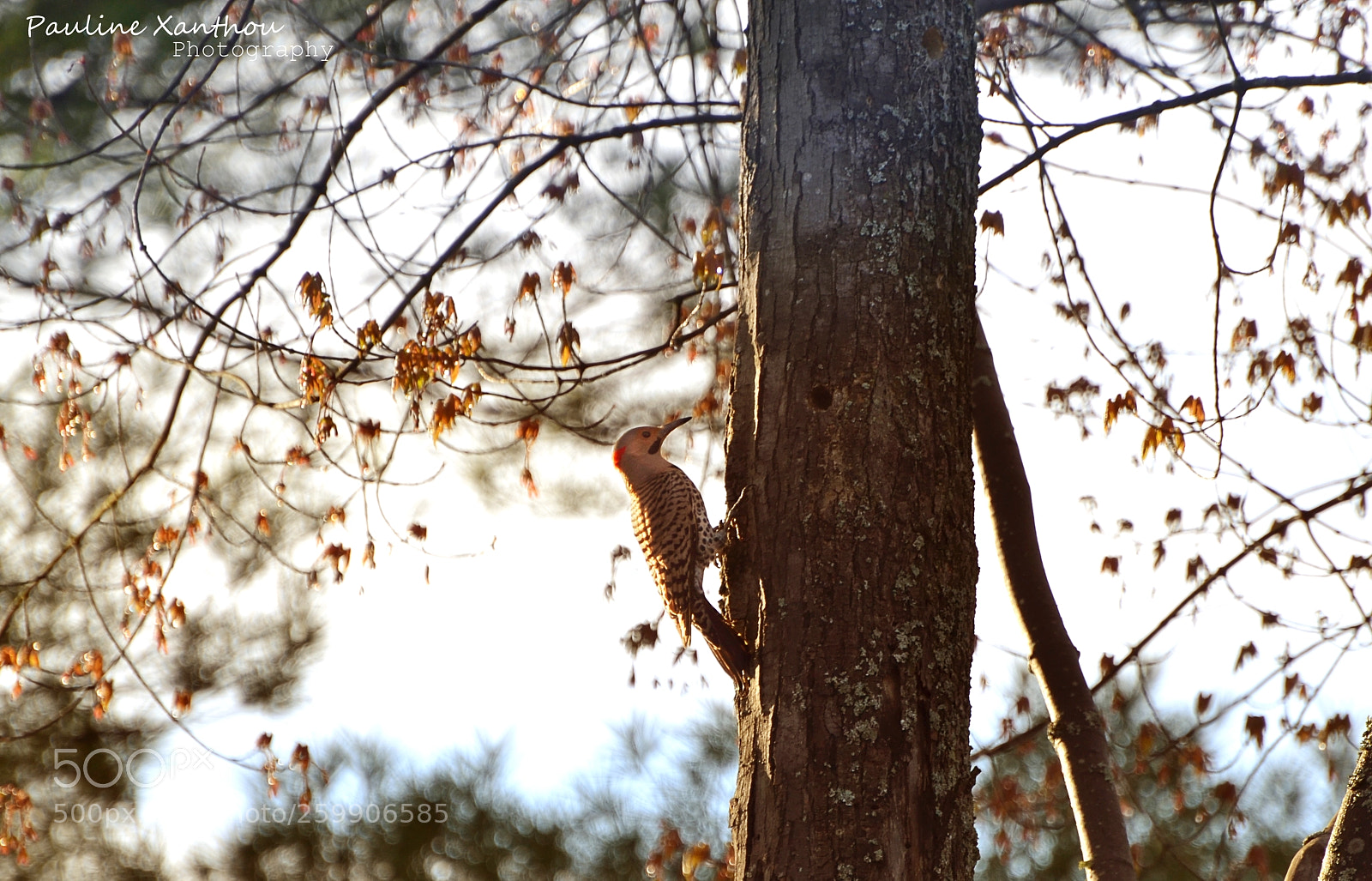 Nikon D3100 sample photo. Woodpecker photography