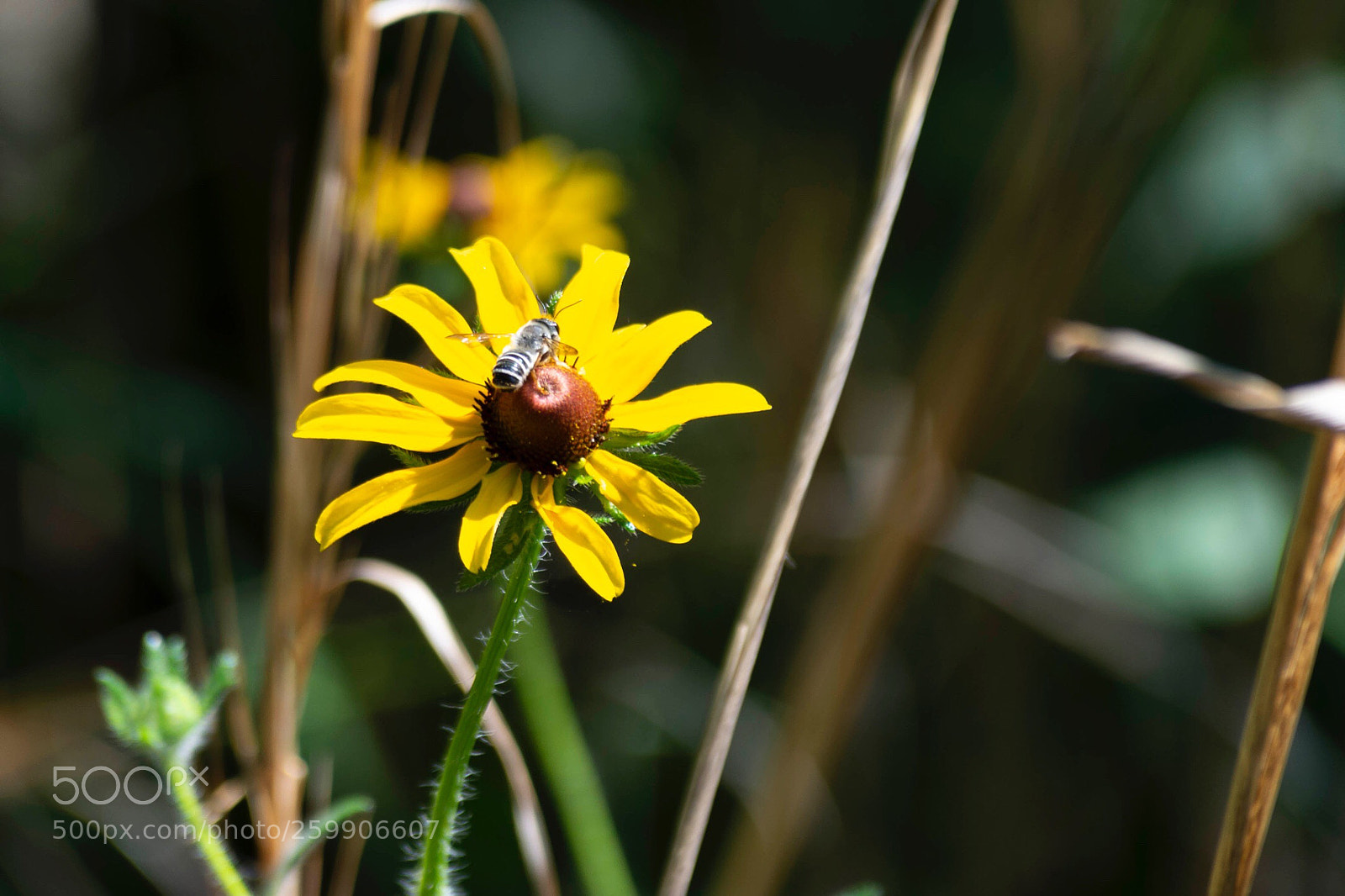 Nikon D7200 sample photo. Wild daisy photography