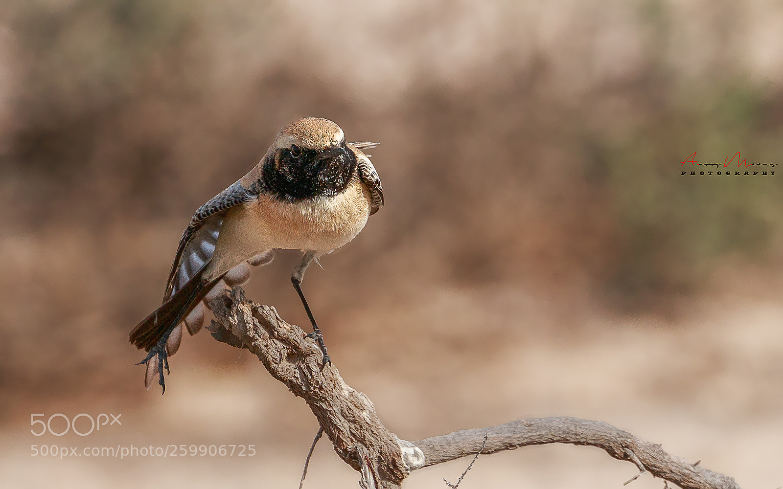 Canon EOS 70D sample photo. Desert wheatear photography