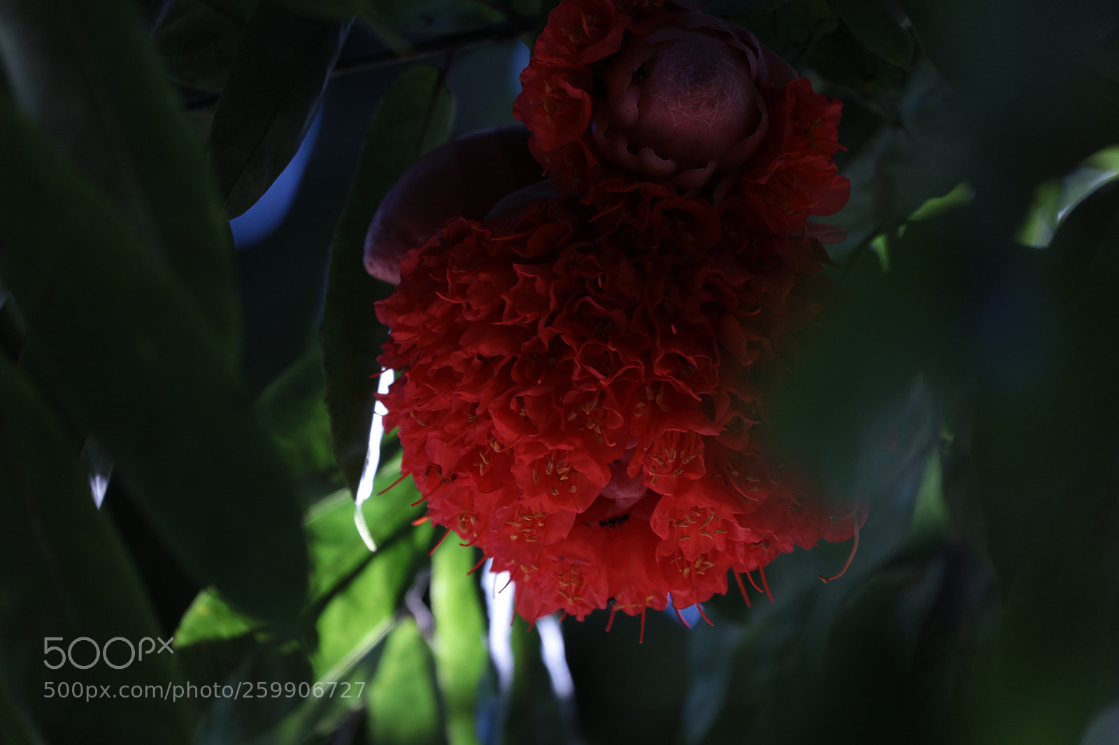 Canon EOS 5DS R sample photo. Flor del rbol de photography