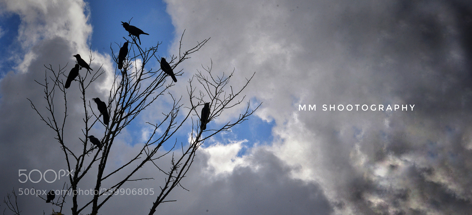 Nikon D610 sample photo. Completed by birds instead photography
