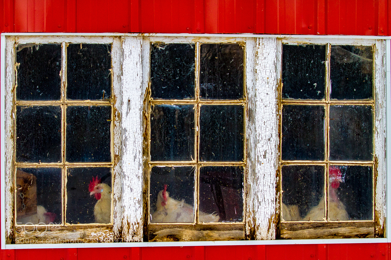 Canon EOS 7D sample photo. Rooster view triptich photography