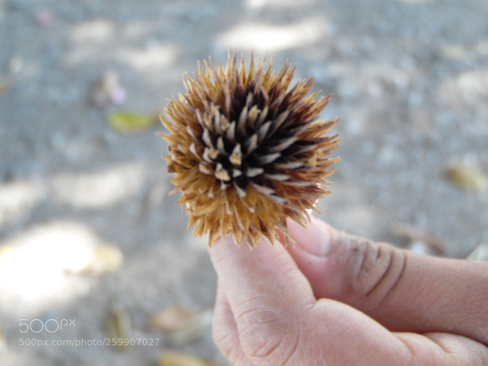 Samsung WB1100F/WB1101F/WB1102F sample photo. "macro" photography