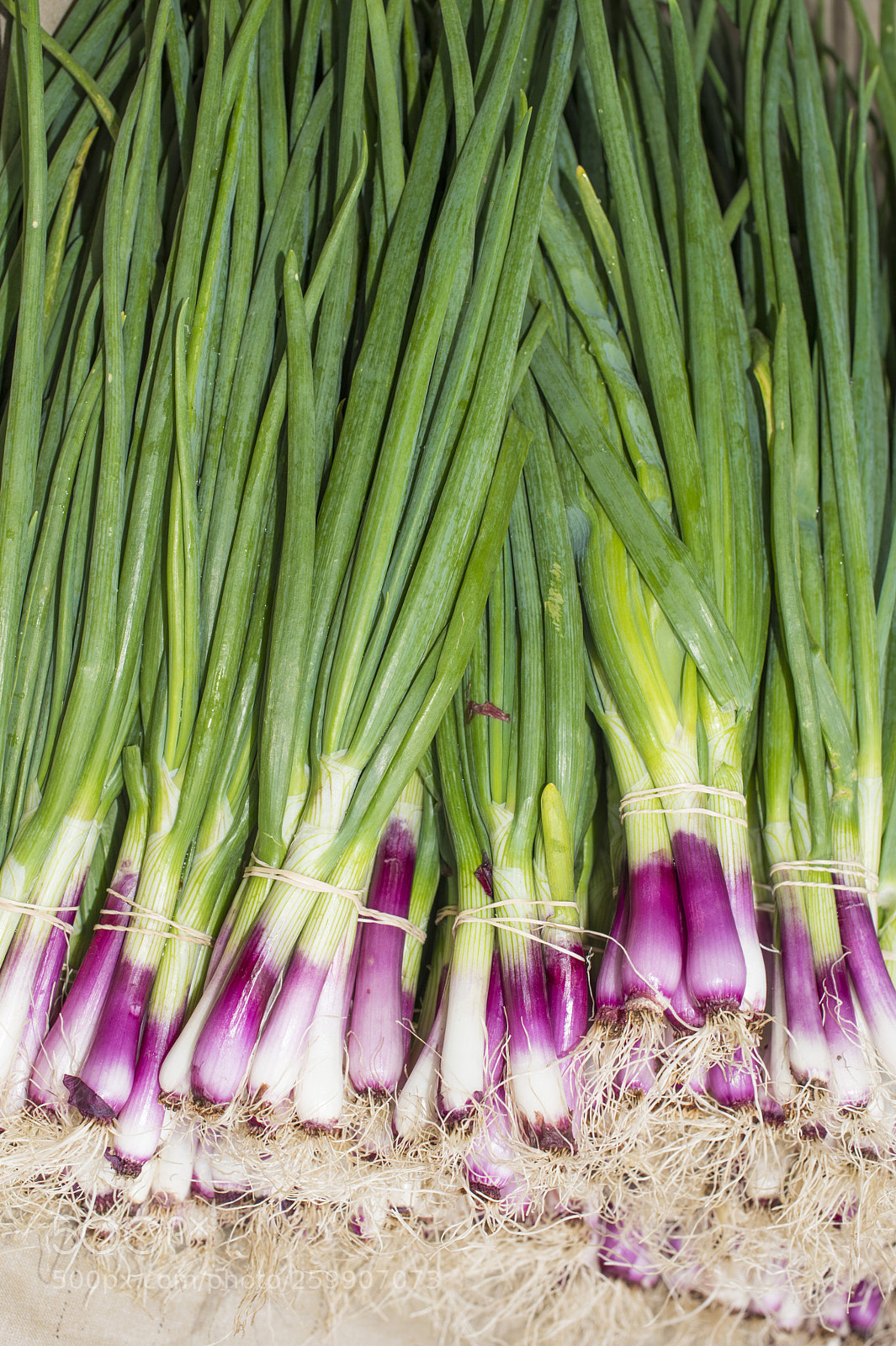 Nikon D810 sample photo. Allum purple and green photography