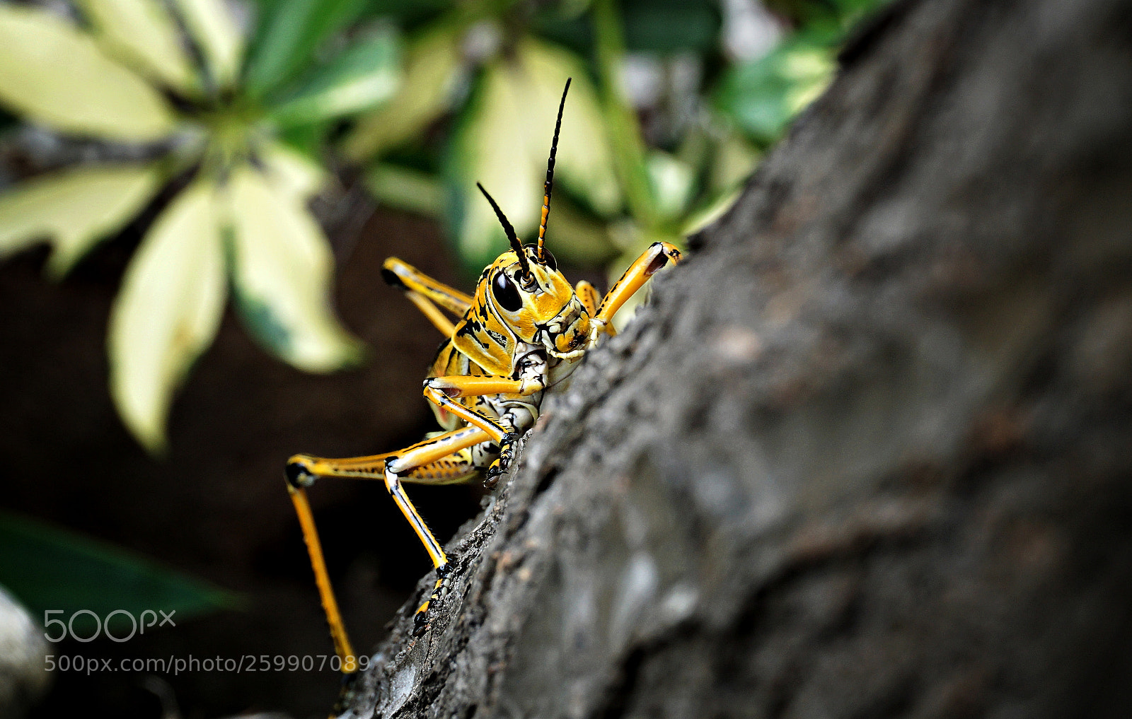 Sony a6000 sample photo. Tree hugger photography