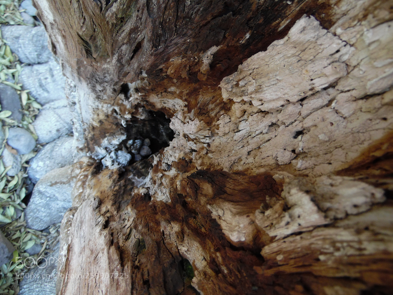Samsung WB1100F/WB1101F/WB1102F sample photo. "dentro de un árbol" photography