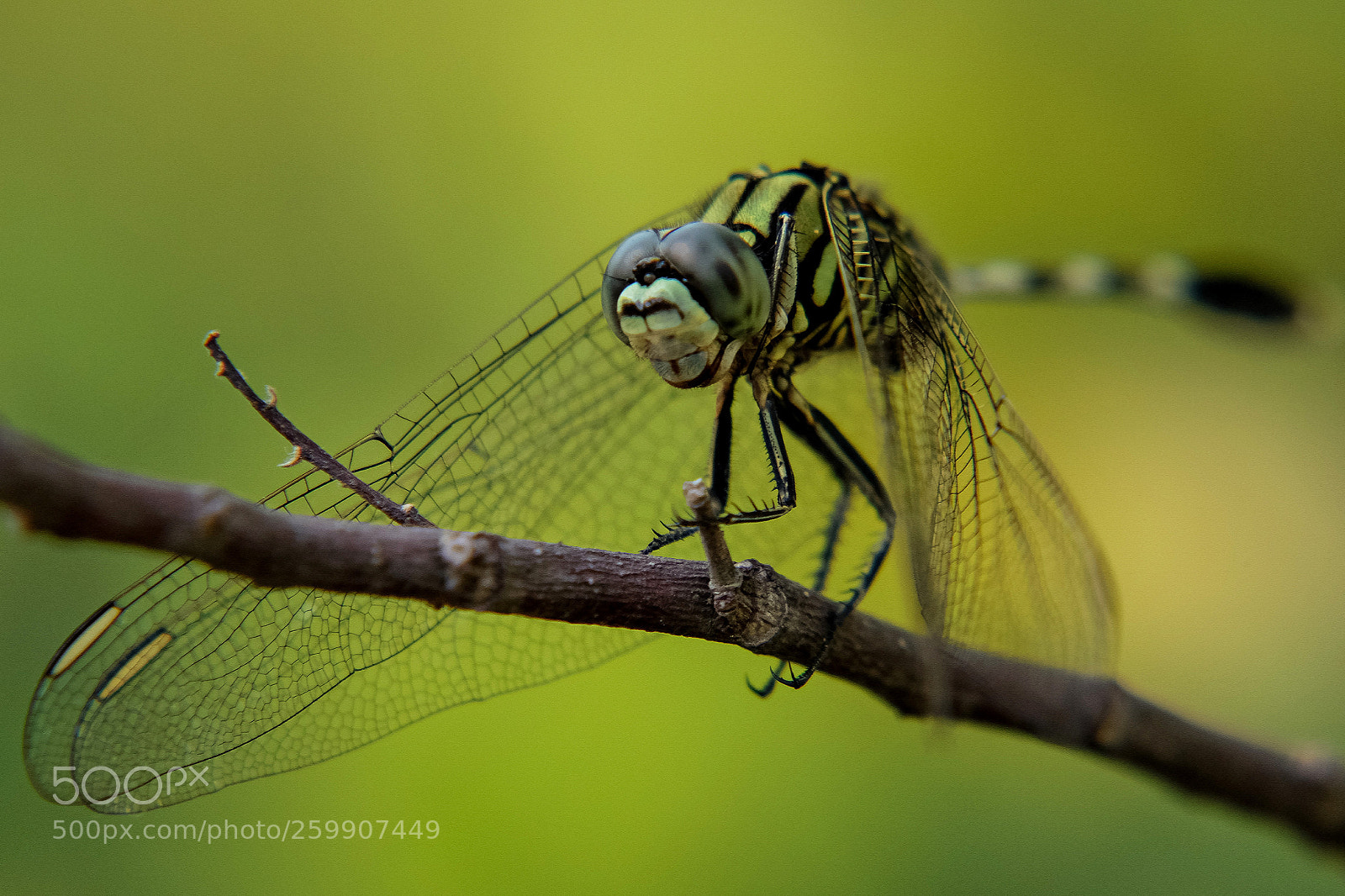 Fujifilm X-T10 sample photo. Dragonfly.... photography