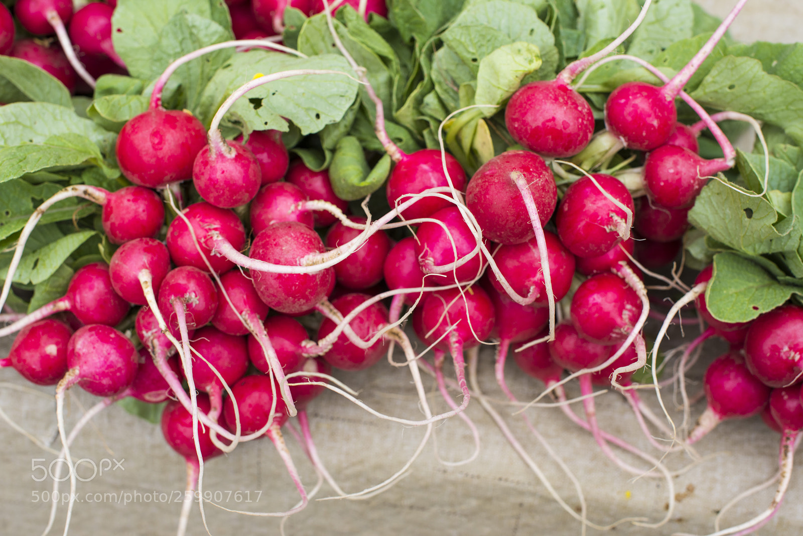 Nikon D810 sample photo. Fresh radishes for sale photography