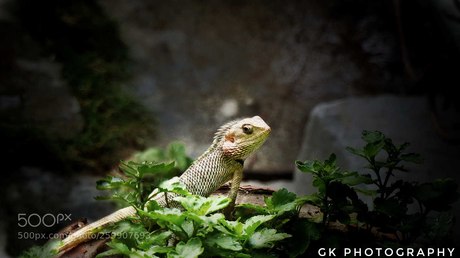 Panasonic Lumix DMC-FZ200 sample photo. Wooooo photography