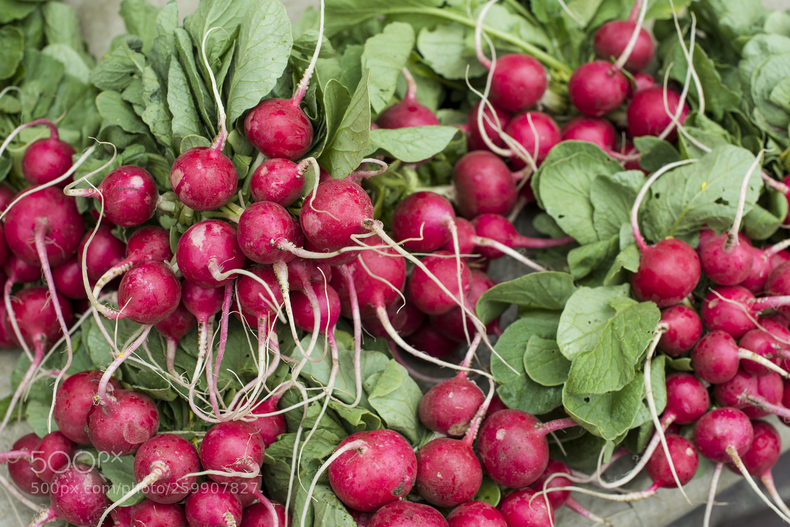 Nikon D810 sample photo. Radishes photography