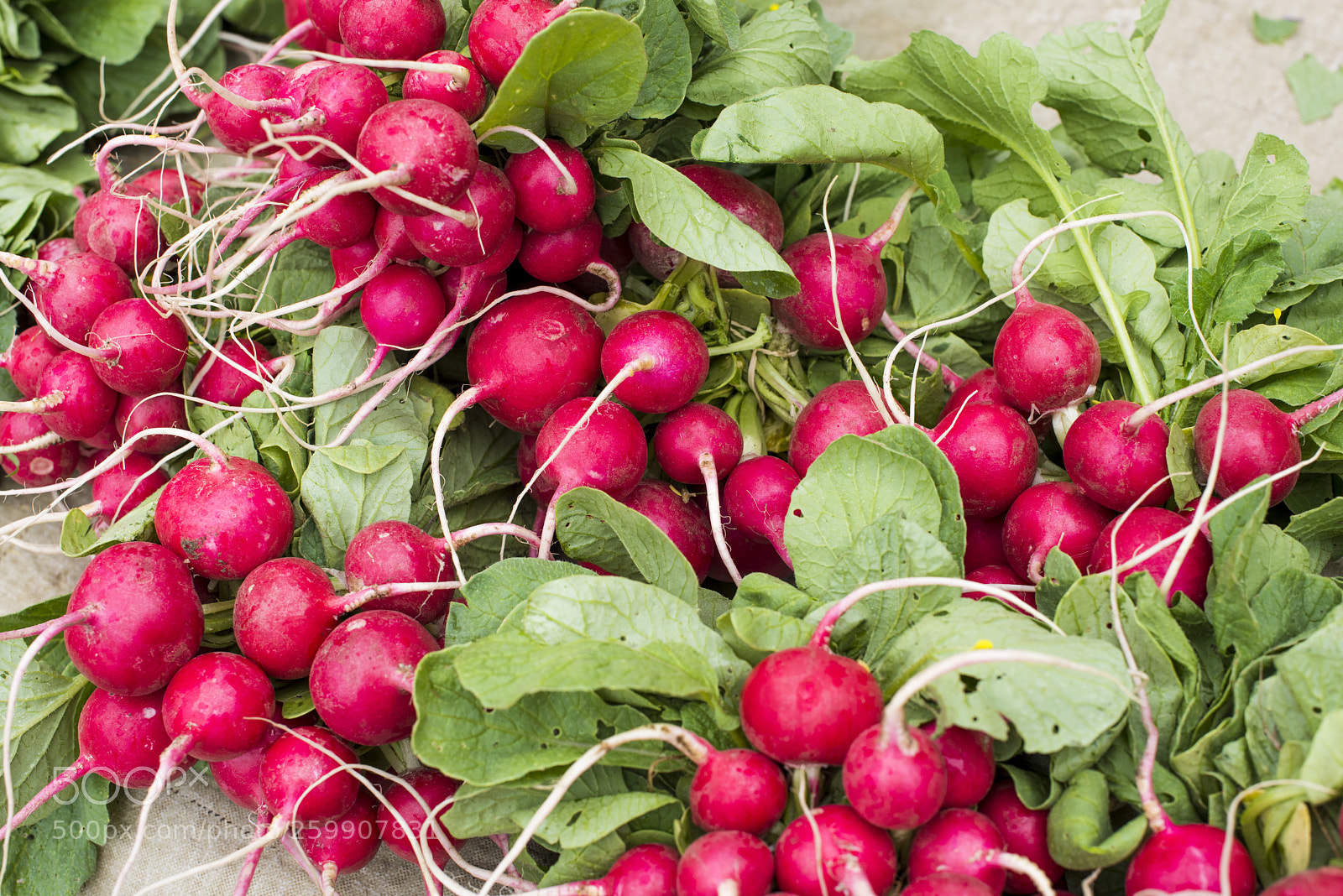 Nikon D810 sample photo. Radishes photography