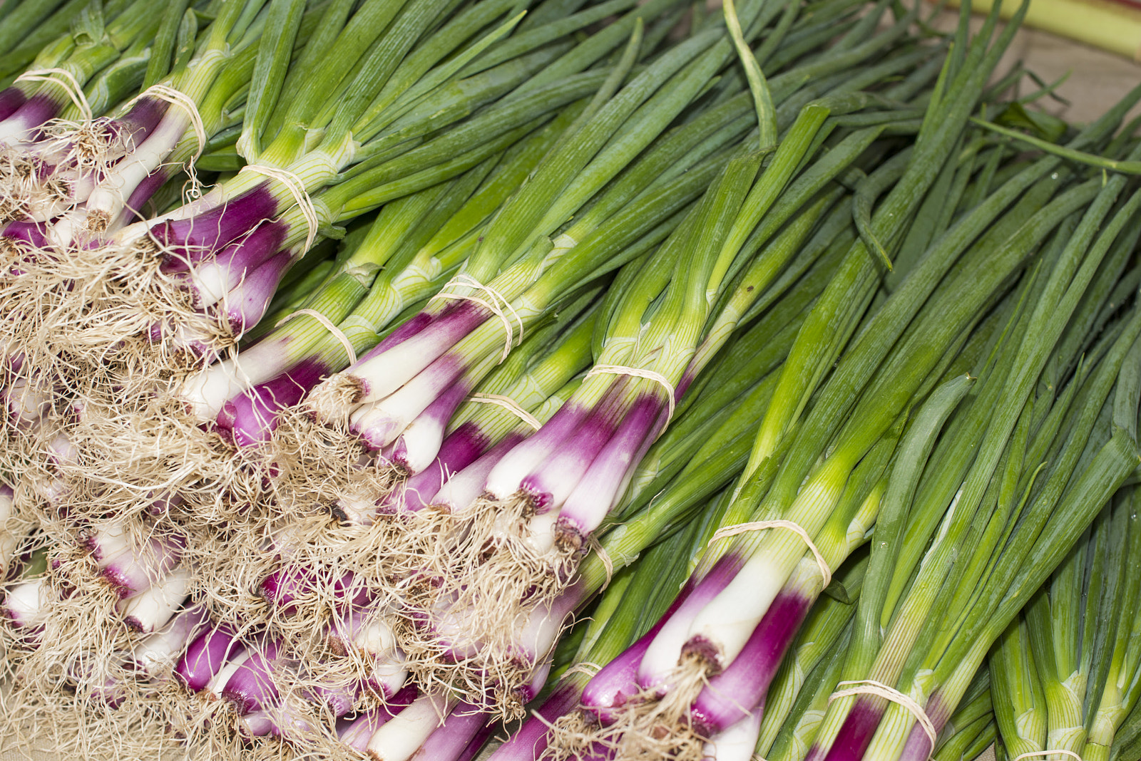 Nikon D810 sample photo. Allum purple and green photography
