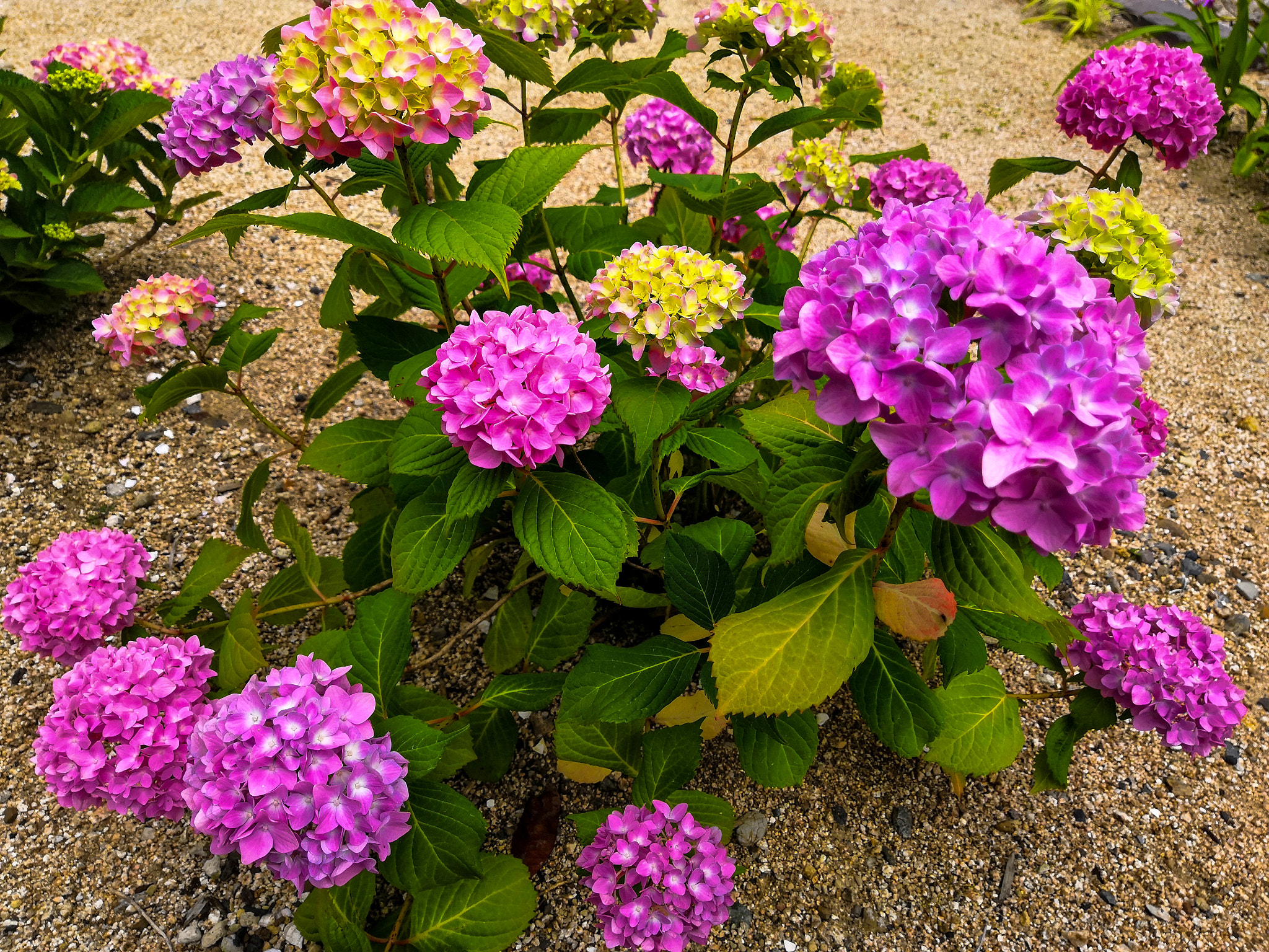 HUAWEI Honor 10 sample photo. Hydrangea photography