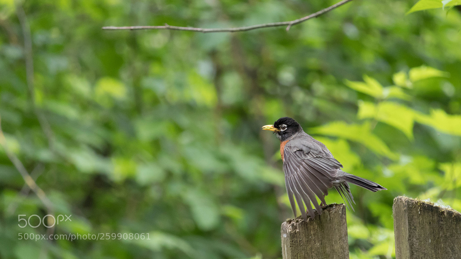 Canon EOS 80D sample photo. Springing into nature photography