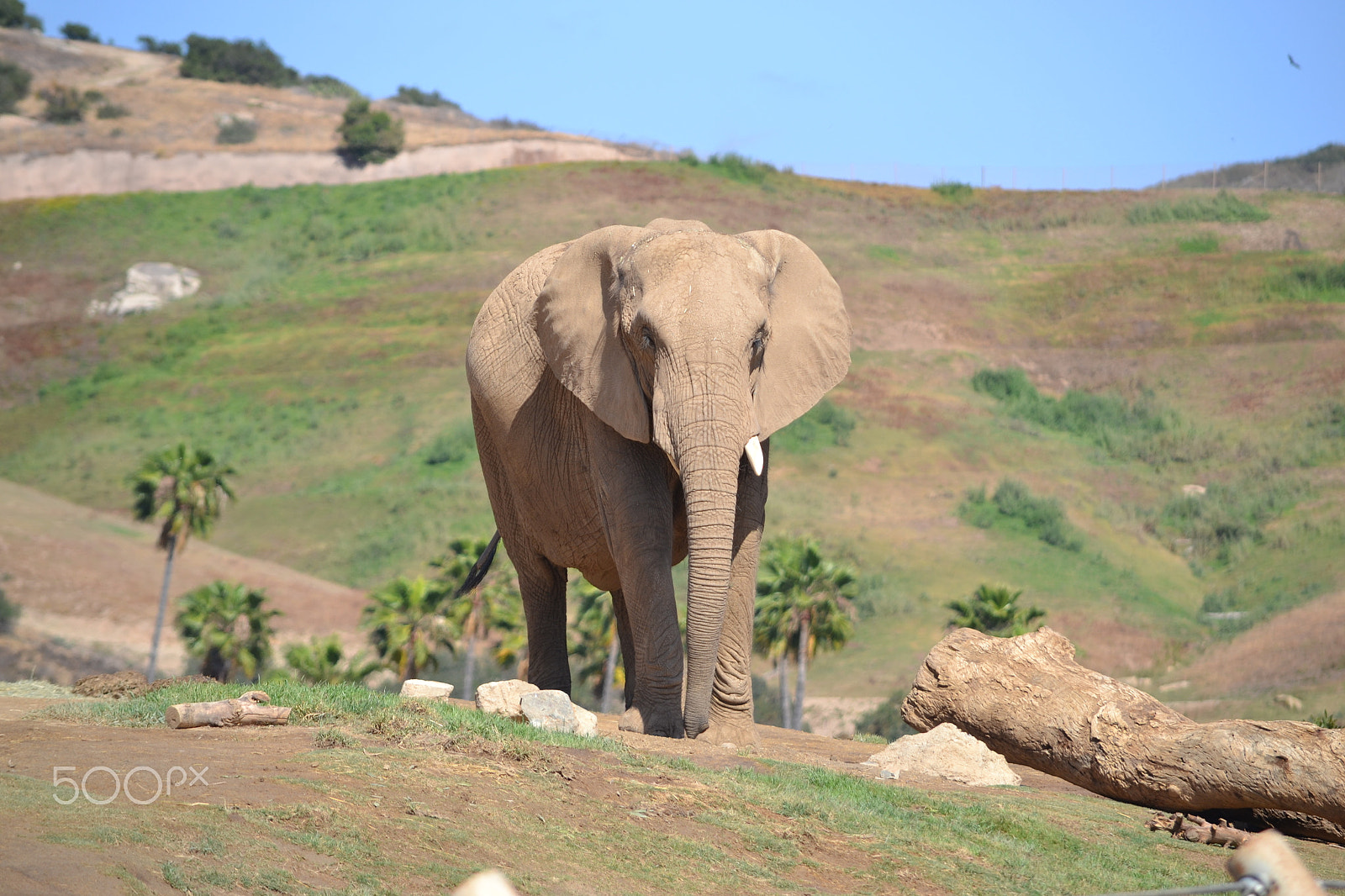 Nikon D3100 sample photo. African safari photography