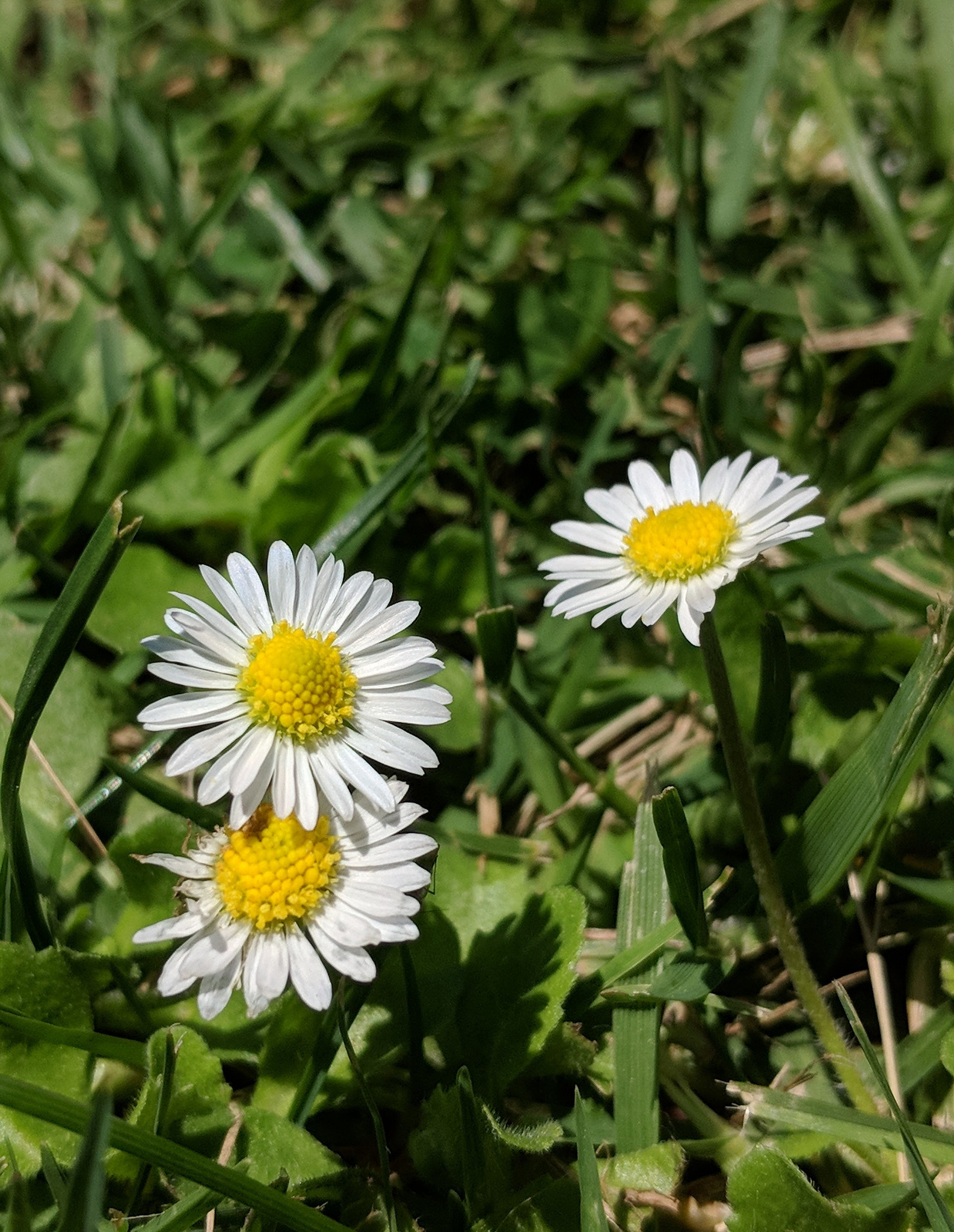 Google Pixel 2 XL sample photo