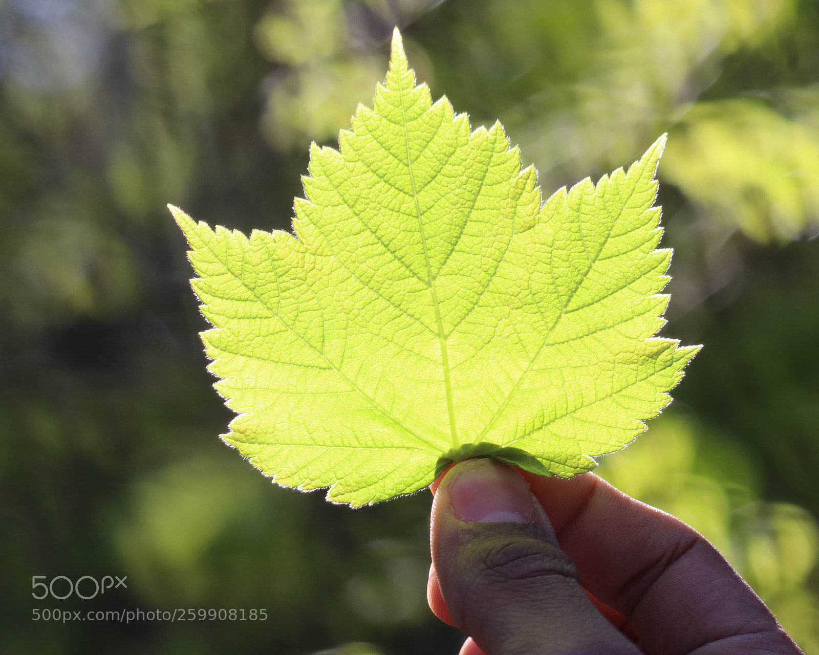 Canon EOS 200D (EOS Rebel SL2 / EOS Kiss X9) sample photo. Leaf photography