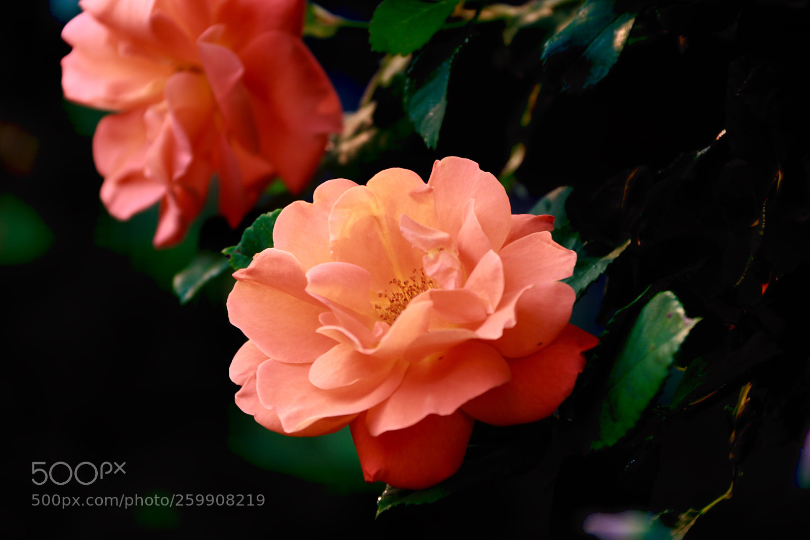 Canon EOS 750D (EOS Rebel T6i / EOS Kiss X8i) sample photo. A rose is a photography