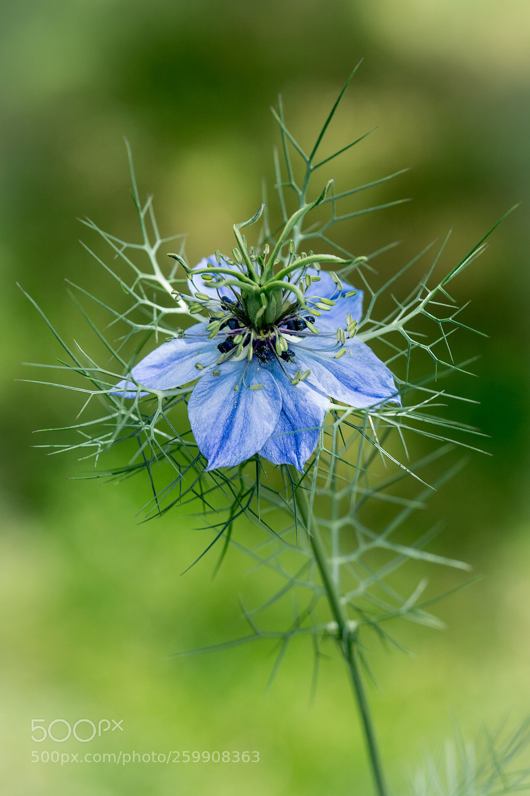 Sony a6000 sample photo. Blue nigella photography