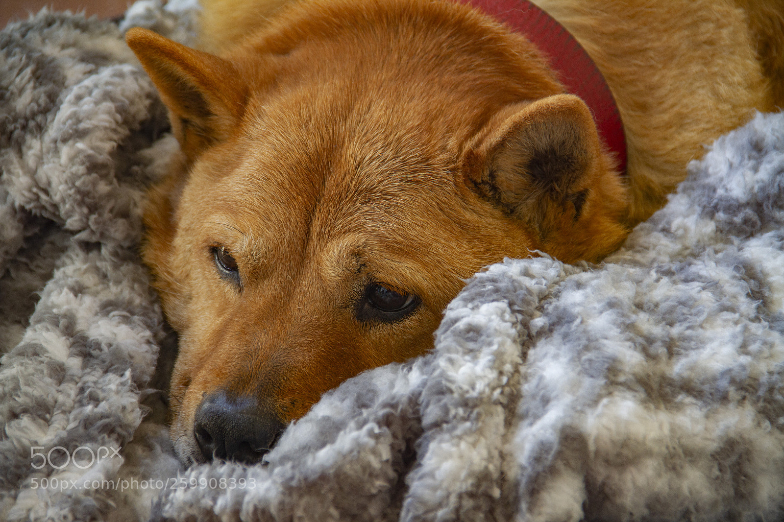Canon EOS 7D sample photo. Danka photography