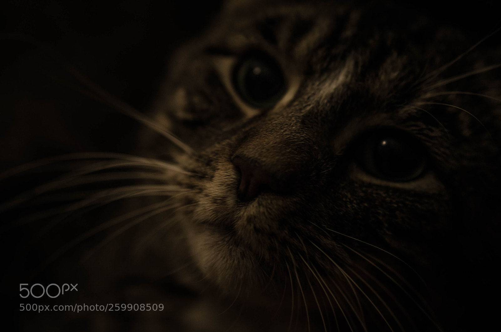 Nikon D7000 sample photo. Bear the cat photography