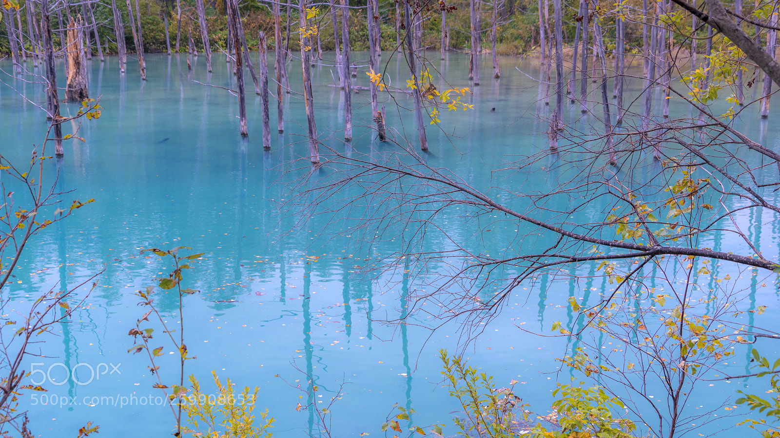 Sony a7 II sample photo. Japan autumn photography
