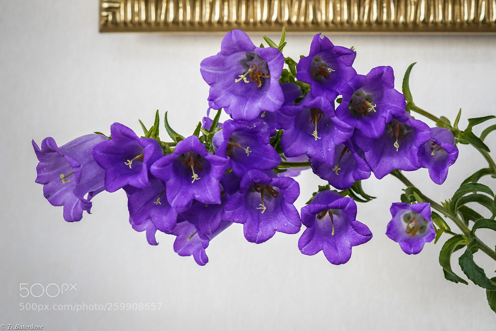 Sony a7R III sample photo. In my home photography