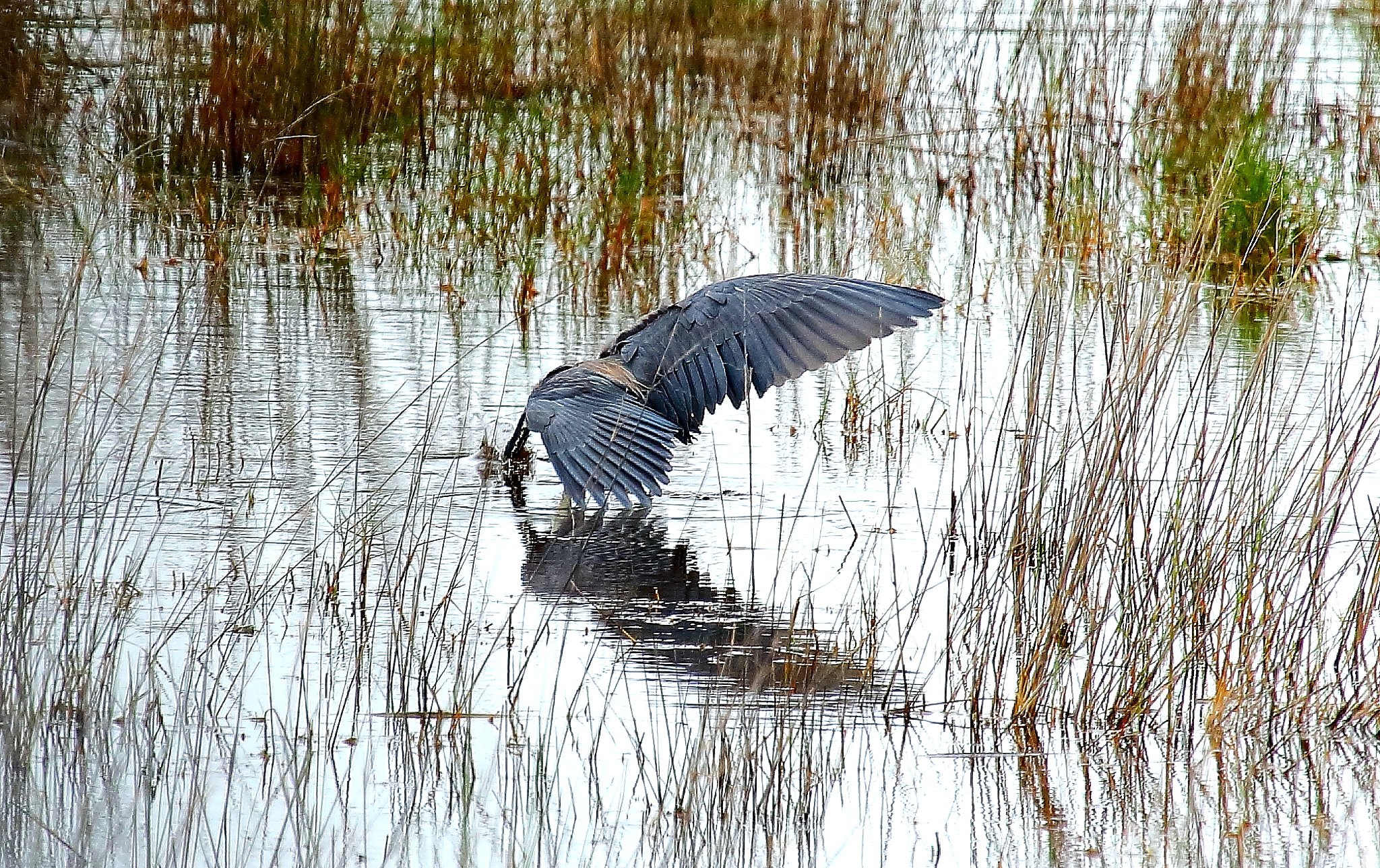 Canon EF 100-400mm F4.5-5.6L IS USM sample photo. Bird photography