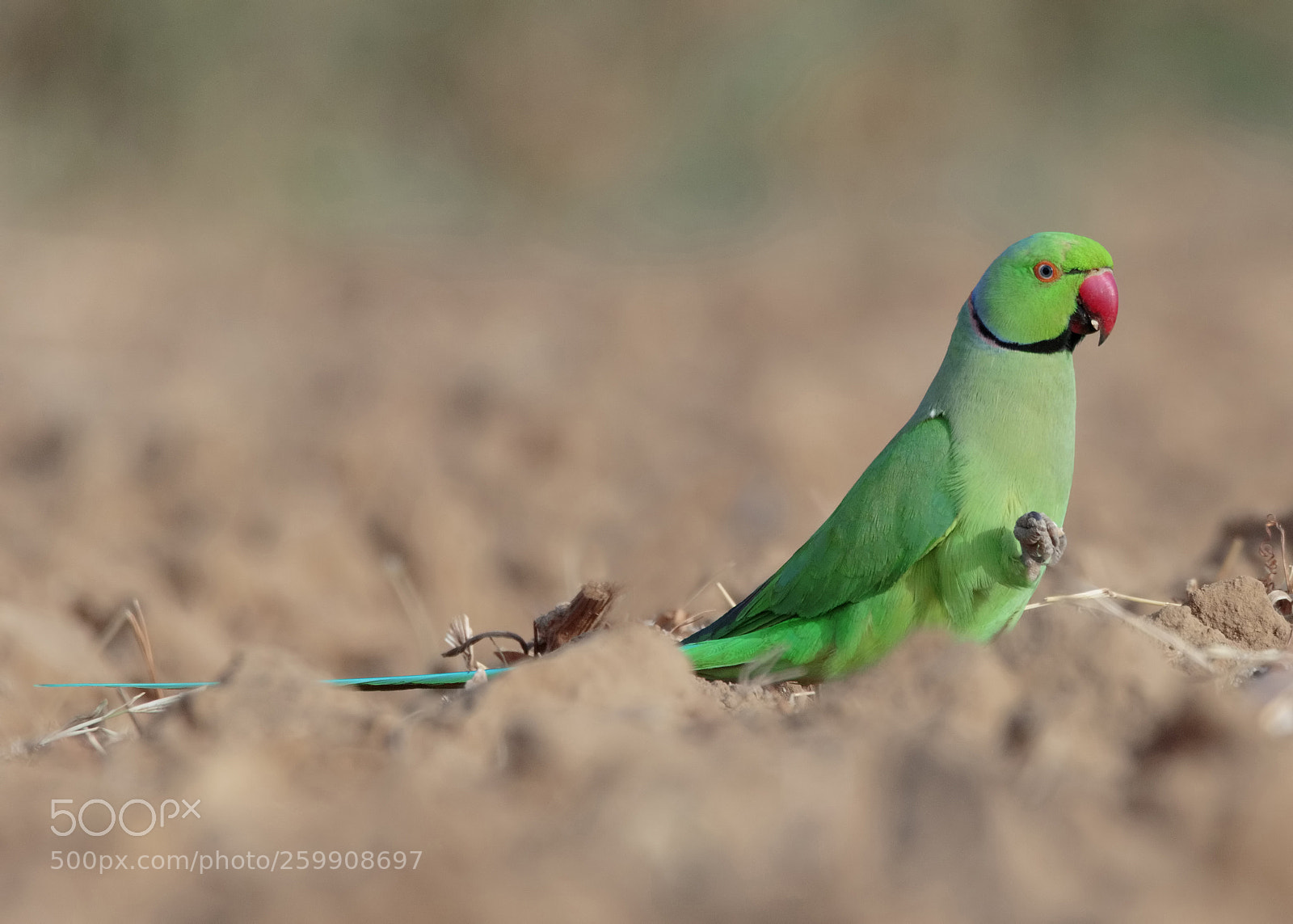 Canon EOS 7D Mark II sample photo. Rose-ringed parakeet photography