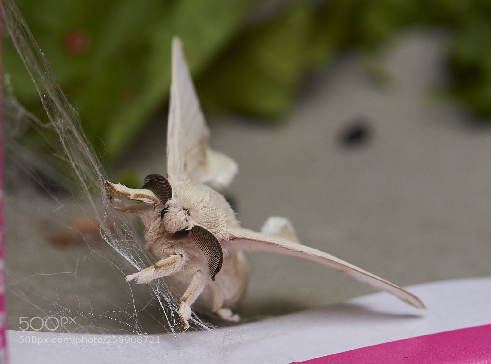 Nikon D810 sample photo. Silk moth photography