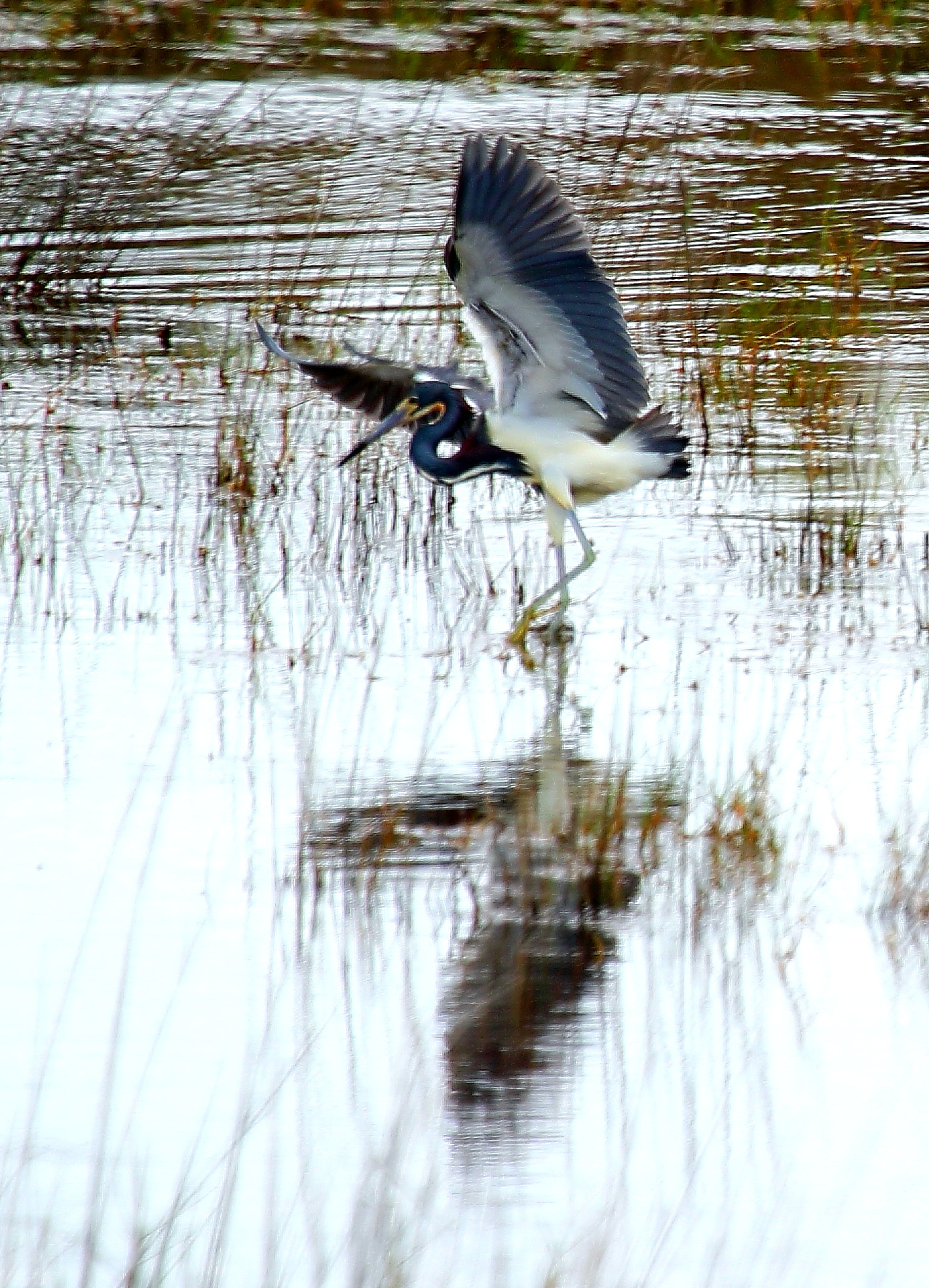 Canon EOS 7D Mark II + Canon EF 100-400mm F4.5-5.6L IS USM sample photo. Bird photography