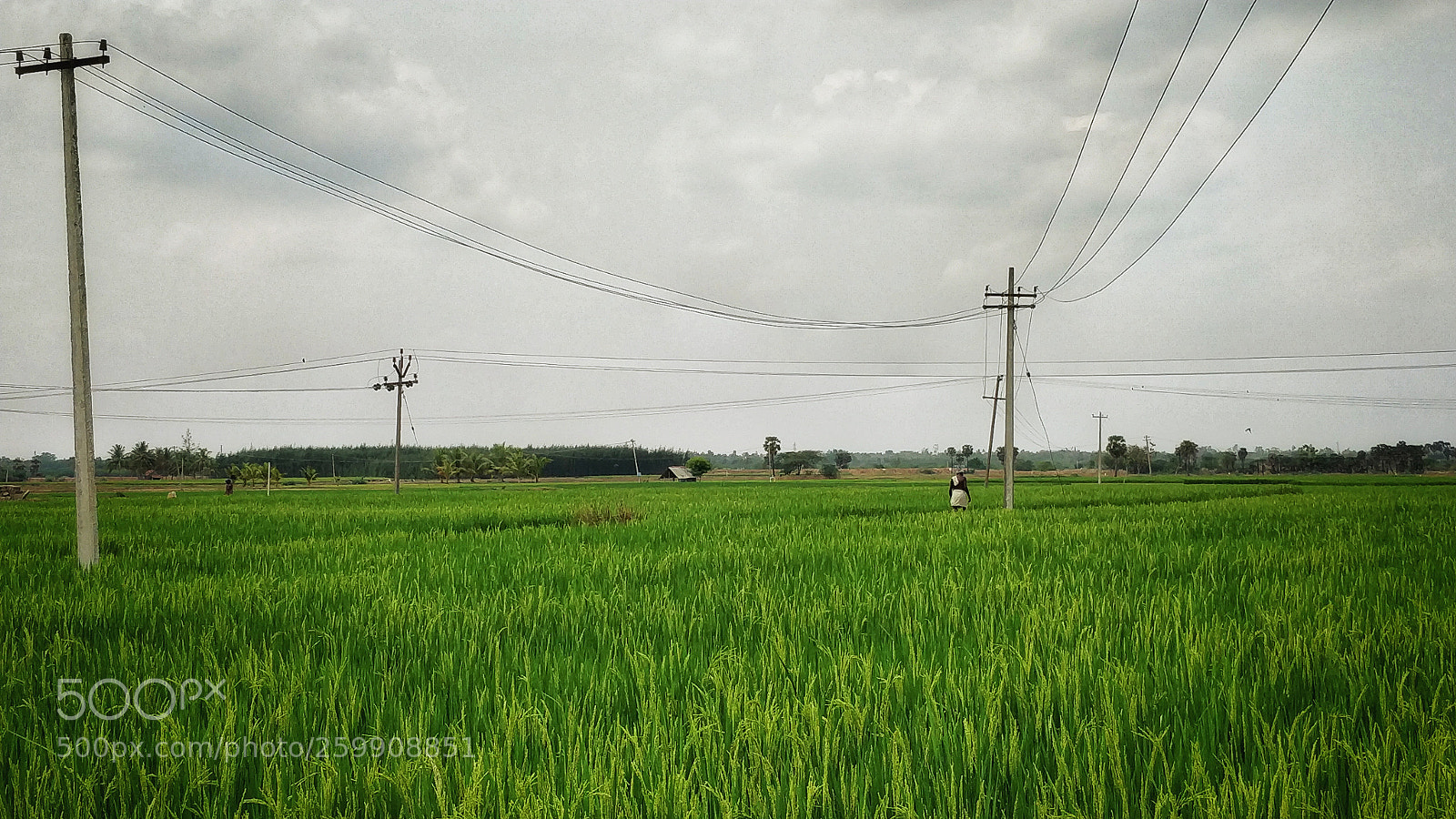 OnePlus 5 sample photo. Green field photography